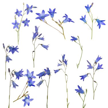 Beyaz arka plan üzerinde izole bellflowers yaymak küme