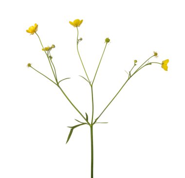 Beyaz arka plan üzerinde izole vahşi altın düğün çiçeği çiçek