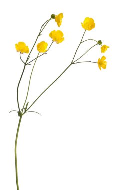 wild golden buttercup flower isolated on white background clipart
