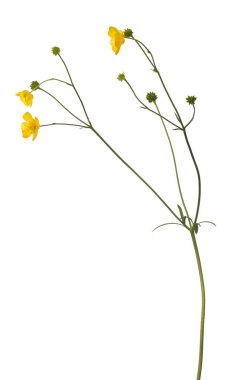 Beyaz arka plan üzerinde izole vahşi altın düğün çiçeği çiçek