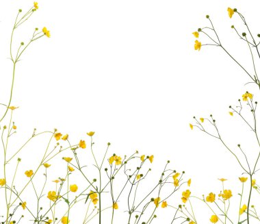 Grup beyaz arka plan üzerinde izole vahşi altın düğün çiçeği çiçek