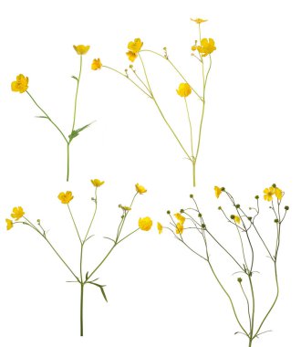 Grup beyaz arka plan üzerinde izole vahşi altın düğün çiçeği çiçek