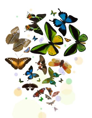 büyük bir grup beyaz arka plan üzerinde izole parlak renkli kelebekler