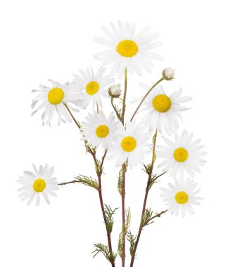 Beyaz arka plan üzerinde iyi papatya çiçeği demet