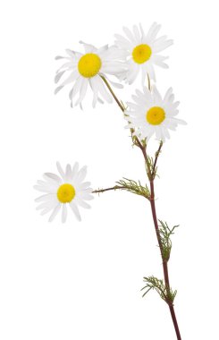 beyaz zemin üzerine ince papatya çiçeği