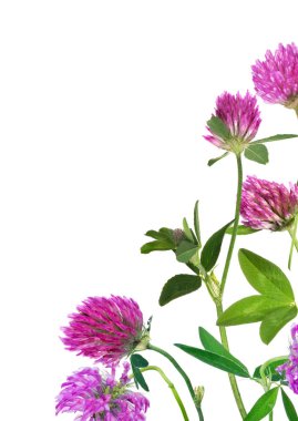 Beyaz arka plan üzerinde izole köşesindeki yonca çiçek