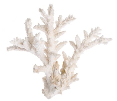 Açık mercan beyaz zemin üzerinde izole