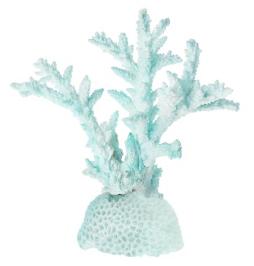 Açık mercan beyaz zemin üzerinde izole