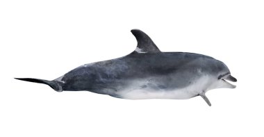 Gri dophin beyaz arkaplanda izole edildi