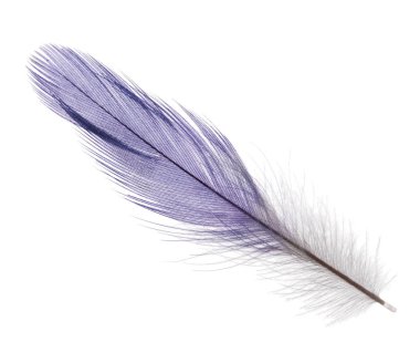 Kabarık tüy beyaz arkaplanda izole edildi