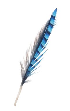 Beyaz arka plan üzerinde izole alacalı mavi tüy