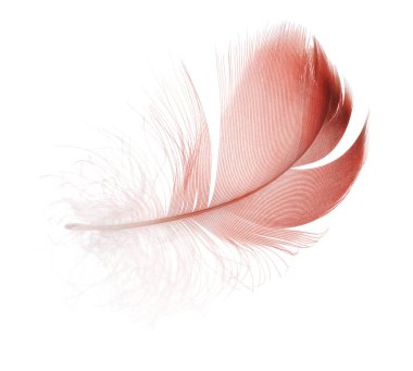 Kabarık tüy beyaz arkaplanda izole edildi