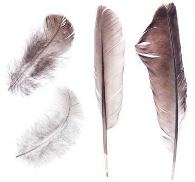 Beyaz arka planda izole dört koyu tüy seti