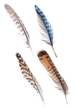 Beyaz arka planda izole dört çizgili tüy seti