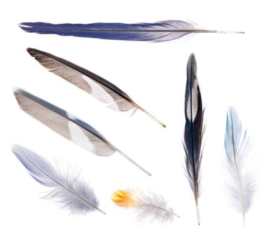 Beyaz arka planda izole mavi papağan tüyler grubu