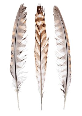 Beyaz arka planda izole şahin tüyleri