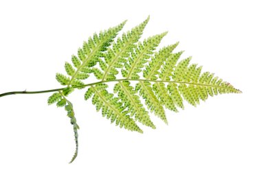 Beyaz arkaplanda yeşil eğrelti otu dalı izole