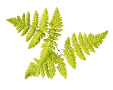 Beyaz arkaplanda yeşil eğrelti otu dalı izole