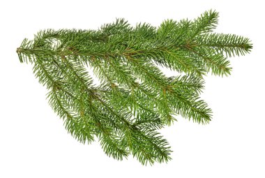 Beyaz arkaplanda yeşil köknar dalı izole
