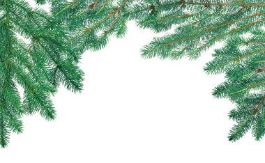 Beyaz arka plan üzerinde izole mavi çam dalları çerçevesinden