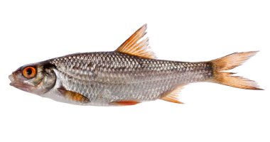 Beyaz arka plan üzerinde izole küçük hamamböceği