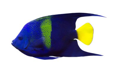 küçük mavi benekli balık beyaz zemin üzerine izole