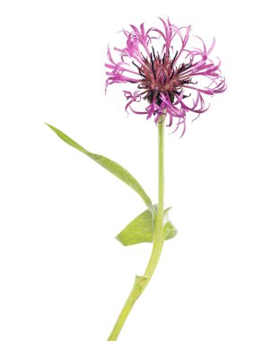 Beyaz arka plan üzerinde izole koyu pembe peygamber çiçeği