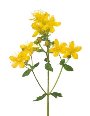 Beyaz arka plan üzerinde izole parlak sarı hypericum çiçek