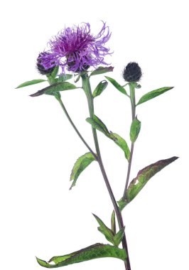 Beyaz arka plan üzerinde izole leylak kır çiçeği