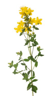 Beyaz arka plan üzerinde izole parlak sarı hypericum çiçek