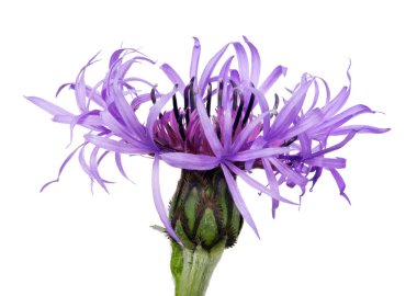 Beyaz arka plan üzerinde izole pembe Peygamber Çiçeği