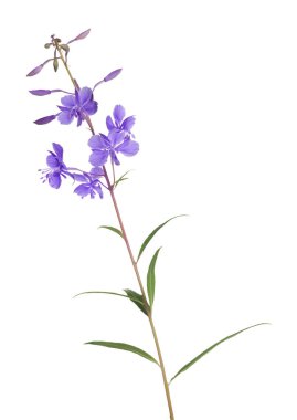 Lila fireweed beyaz arka plan üzerinde izole