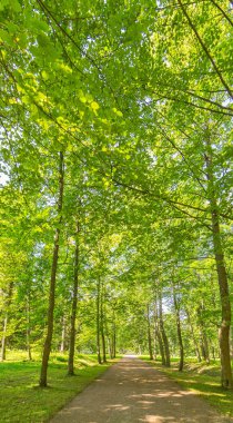 footpat yeşil ormandaki ağaçlar arasında