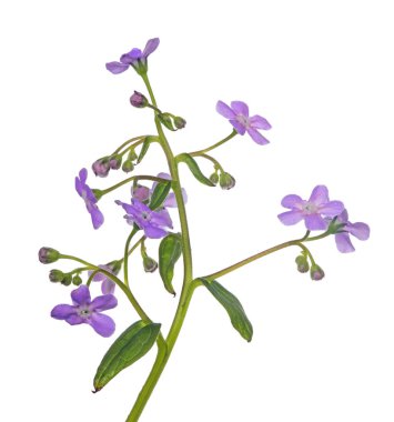 Beyaz arka plan üzerinde izole ışık Lila unutma çiçek