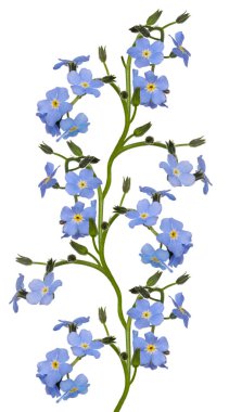 Beyaz arka plan üzerinde izole ışık mavi unutma çiçekler