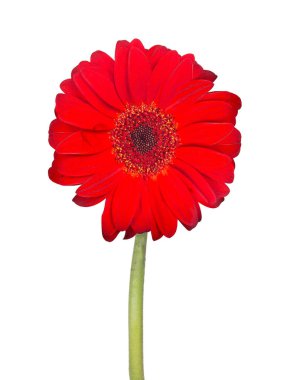 Beyaz arka plan üzerinde izole kırmızı gerbera bloom