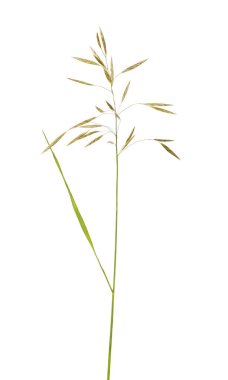 Beyaz arka plan üzerinde izole vahşi yeşil bitki