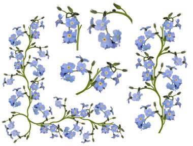 Beyaz arka plan üzerinde izole ışık mavi unutma çiçek öğe grupları