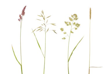 Beyaz arka plan üzerinde izole vahşi bitkiler