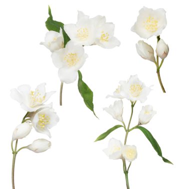 Yasemin dalları beyaz arkaplanda izole edilmiş çiçekler