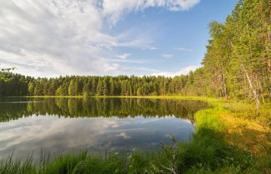 yeşil yaz yatay, küçük bir göl ve orman