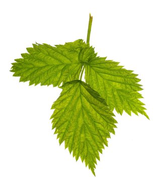 izole üzerinde beyaz arka plan üç Ahududu yeşil yaprakları