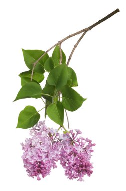 Beyaz arkaplanda hafif leylak çiçekleri