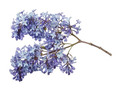 Beyaz arkaplanda hafif leylak çiçekleri