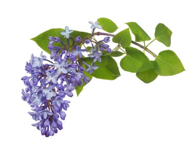 Beyaz arkaplanda hafif leylak çiçekleri