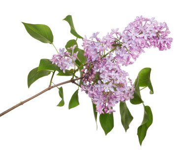 Beyaz arkaplanda hafif leylak çiçekleri