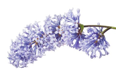 Beyaz arkaplanda hafif leylak çiçekleri