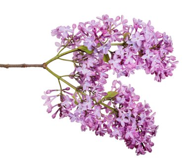 Beyaz arkaplanda hafif leylak çiçekleri