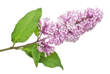 Beyaz arkaplanda hafif leylak çiçekleri