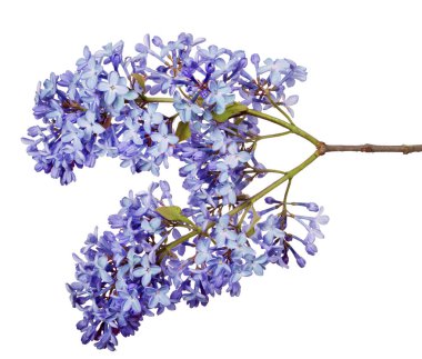 Beyaz arkaplanda hafif leylak çiçekleri